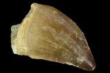 Mosasaur (Prognathodon) Tooth - Morocco #118970-1